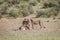 Cheetahs with a baby Springbok kill.