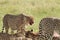 Cheetahs with a bloody face feeding on a topi carcass, in the african savannah.