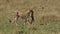 Cheetahs carrying a baby gazelle in the mouth