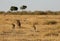 Cheetahs chasing wildebeest, Masai Mara