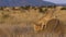 Cheetahs climbing on a rock in Madikwe Reserve in South Africa