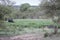 Cheetahs in a drainage line looking at a Buffalo