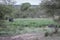 Cheetahs in a drainage line looking at a Buffalo