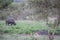 Cheetahs in a drainage line looking at a Buffalo