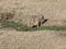 Cheetahs drinking from water