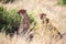 Cheetahs eating in the middle of the grass