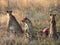 Cheetahs feeding