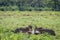 Cheetahs feeding on a male Impala kill