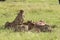 Cheetahs feeding on a topi carcass, in the african savannah.