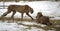 Cheetahs fighting over food