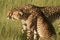 Cheetahs in golden afternoon light, Okavango