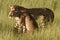 Cheetahs in golden afternoon light, Okavango