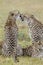 Cheetahs grooming, South Africa