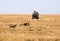 Cheetahs hunting a Wildebeest