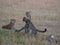 Cheetahs jumping around in Masai Mara National Reserve surrounded by golden grass