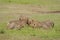 Cheetahs on a kill, Acinonyx jubatus, Masai mara, Kenya, Africa