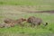 Cheetahs on a kill, Maasai Mara, Kenya, Africa