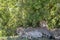 Cheetahs laying in the grass under a bush