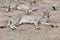 Cheetahs lying down