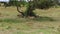 Cheetahs lying under tree in savanna at africa