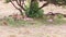 Cheetahs lying under tree in savanna at africa