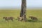 Cheetahs marking territory, Maasai Mara, Kenya, Africa