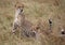 Cheetahs in the Masai Mara