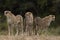 Cheetahs of Masai Mara