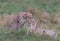 cheetahs of masaimara captured in my last trip to Masaim