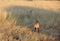 Cheetahs, Namibia