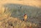 Cheetahs, Namibia