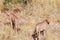 Cheetahs - Namibia