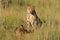 Cheetahs in natural habitat, South Africa