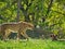 Cheetahs in Omaha's Henry Doorly Zoo and Aquarium in Omaha Nebraska