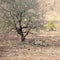 Cheetahs resting after feeding under acacia tree in Africa