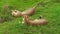 Cheetahs resting on grass of Ndutu