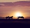 Cheetahs running at sunset