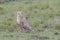 Cheetahs sitting in the grass