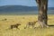 Cheetahs sniffing Tree, Maasai Mara, Kenya, Africa