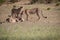 Cheetahs with a Springbok kill in Kgalagadi.