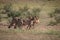 Cheetahs with a Springbok kill in Kgalagadi.