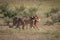 Cheetahs with a Springbok kill in Kgalagadi.