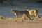 Cheetahs stalking in natural habitat, Kalahari desert, South Africa