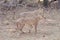 Cheetahs standing up