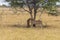 Cheetahs under tree in Etosha Park, Namibia