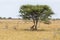 Cheetahs under tree in Etosha Park, Namibia