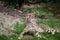 Cheetahs in the Vienna zoo Austria