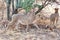 Cheetahs walking through the trees