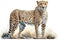 Cheetahs watercolor, Beautiful Animal in Wildlife. Isolate on white background