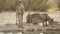 Cheetahs at a waterhole